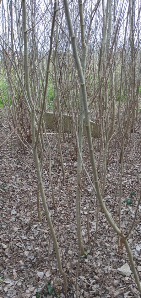 Oportunidad Vendo Terreno en San Eduardo de Chapadmalal